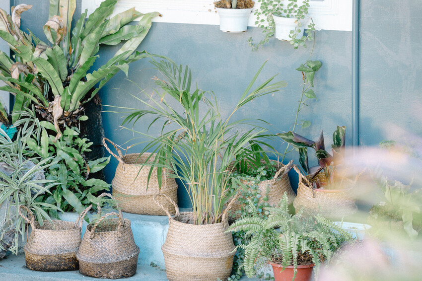 台東縣台東市太麻里金針花海