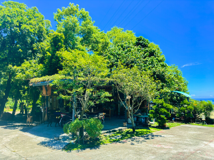 台東縣台東市太麻里金針花海