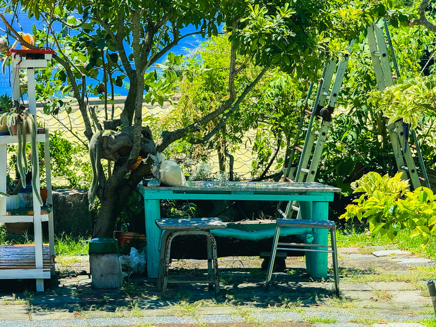 台東縣台東市太麻里金針花海
