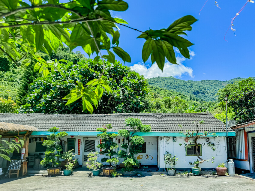 台東縣台東市太麻里金針花海