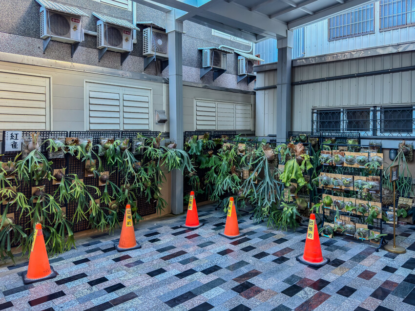 台東縣台東市太麻里金針花海