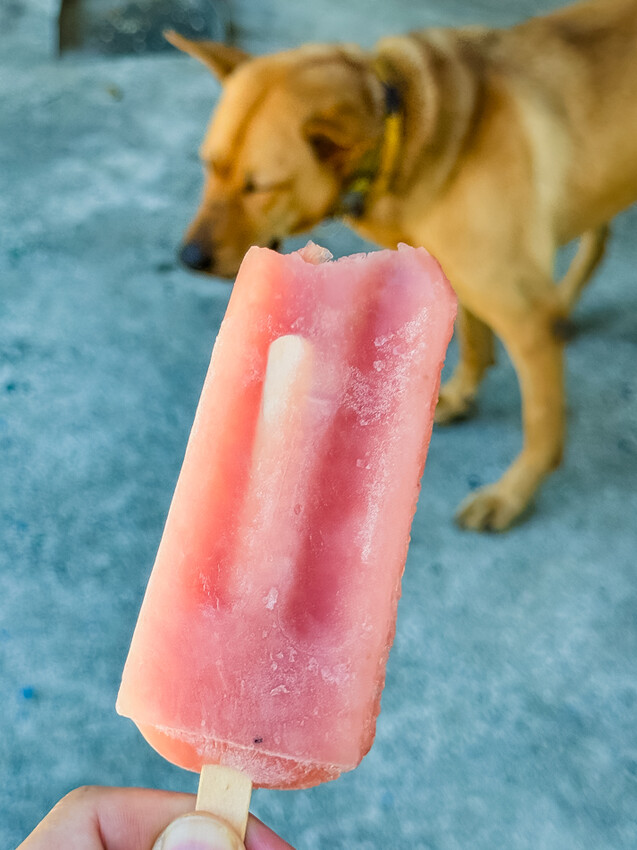 台東縣台東市太麻里金針花海