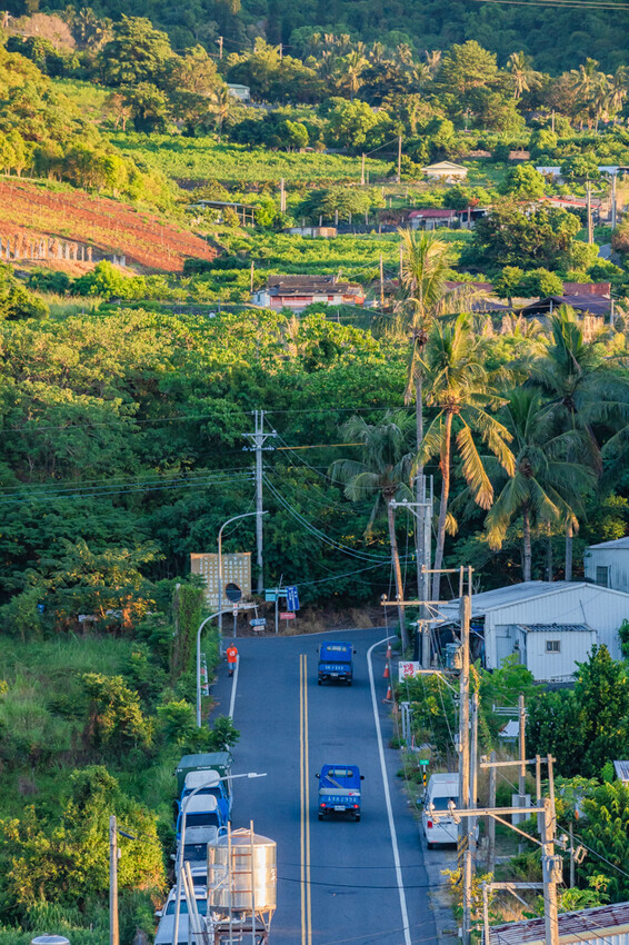 台東縣台東市太麻里金針花海