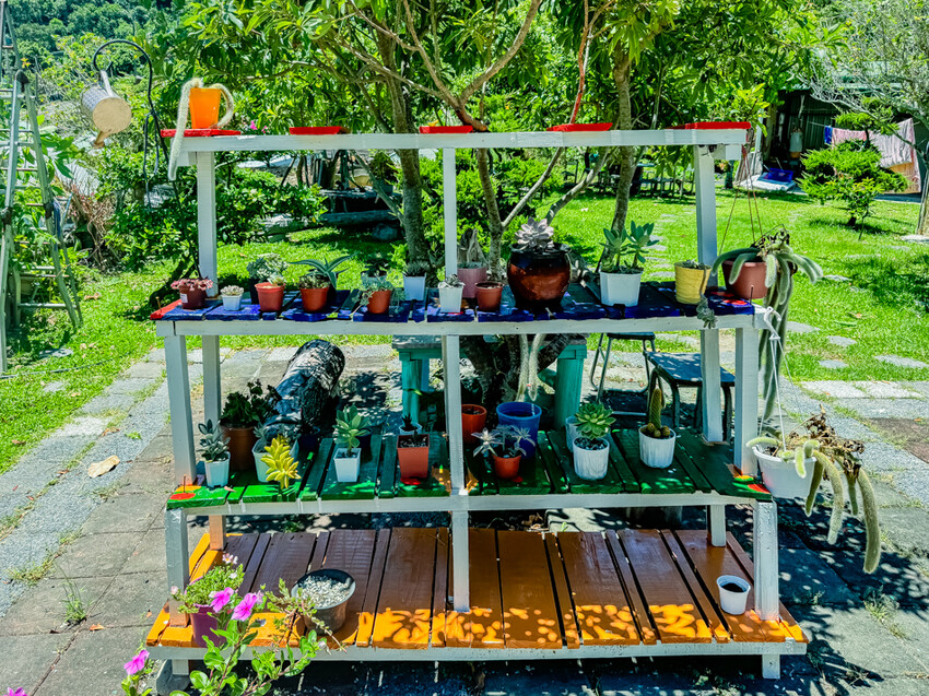 台東縣台東市太麻里金針花海