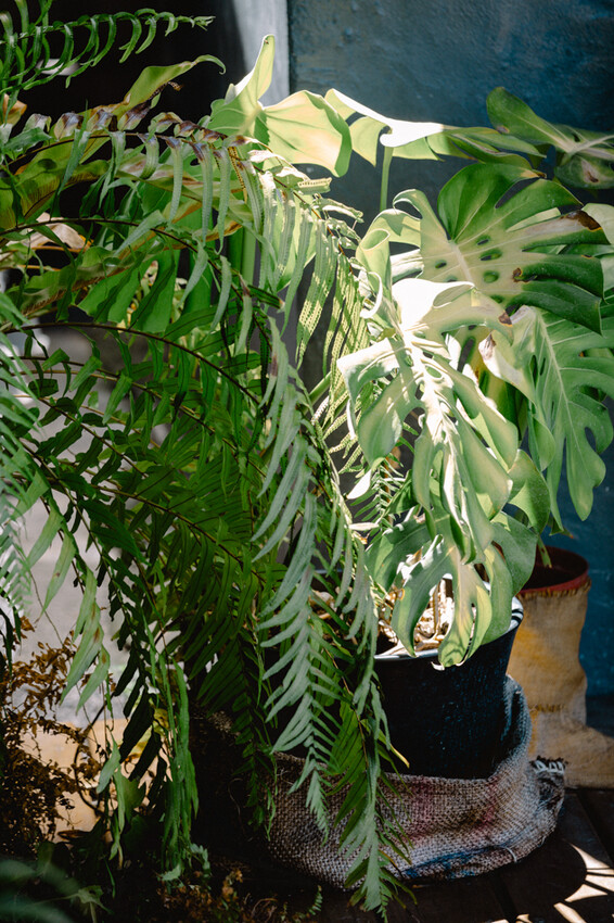 台東縣台東市太麻里金針花海