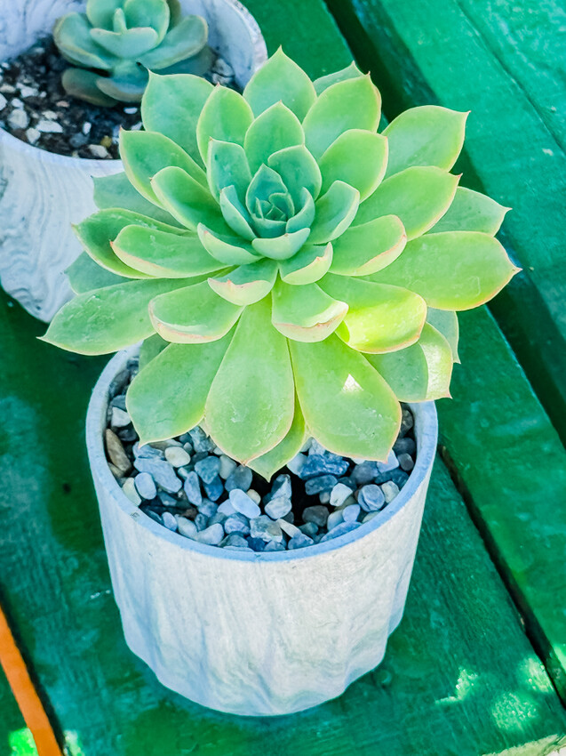 台東縣台東市太麻里金針花海