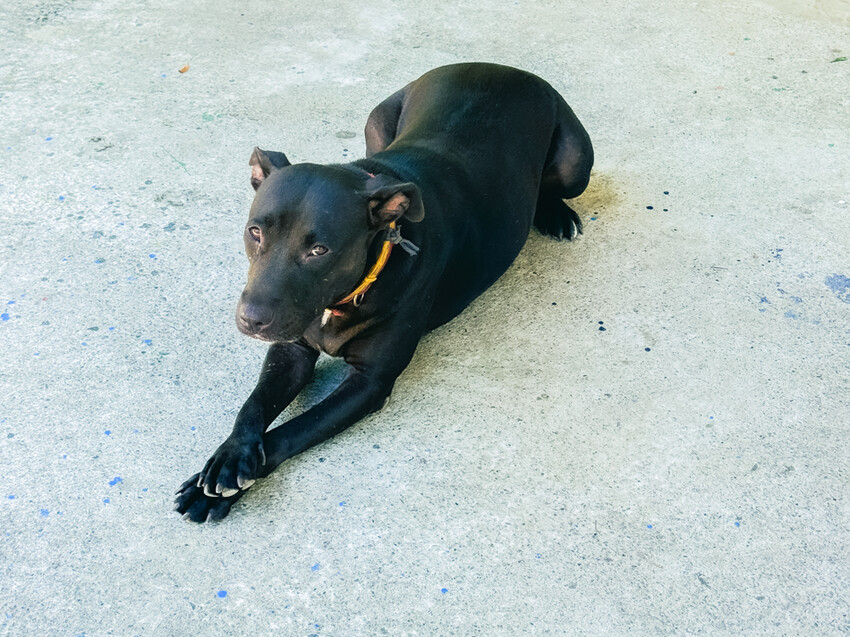 台東縣台東市太麻里金針花海