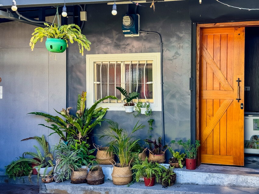 台東縣台東市太麻里金針花海