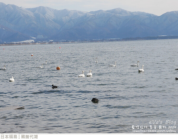 豬苗代湖-15.jpg