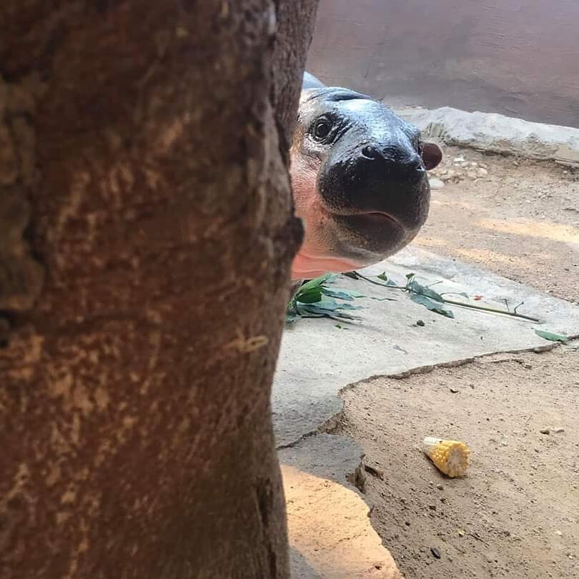 TOP8芭達雅必去景點推薦:水上市集、寺廟全都有,包車輕鬆玩全島!