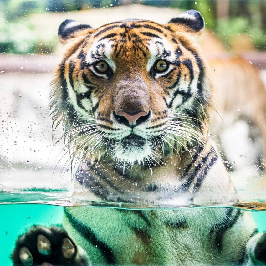 TOP8芭達雅必去景點推薦:水上市集、寺廟全都有,包車輕鬆玩全島!