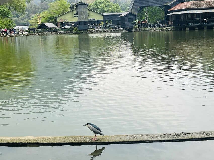 南投車埕火車站：車埕貯木池環湖步道、車埕木業展示館（休館中）、車埕車站、車埕鐵道觀光小學堂、路易莎咖啡、木茶房木桶便當