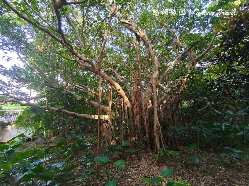 沖繩世界文化遺產!琉球王國庭園「識名園」沖繩隱藏景點。