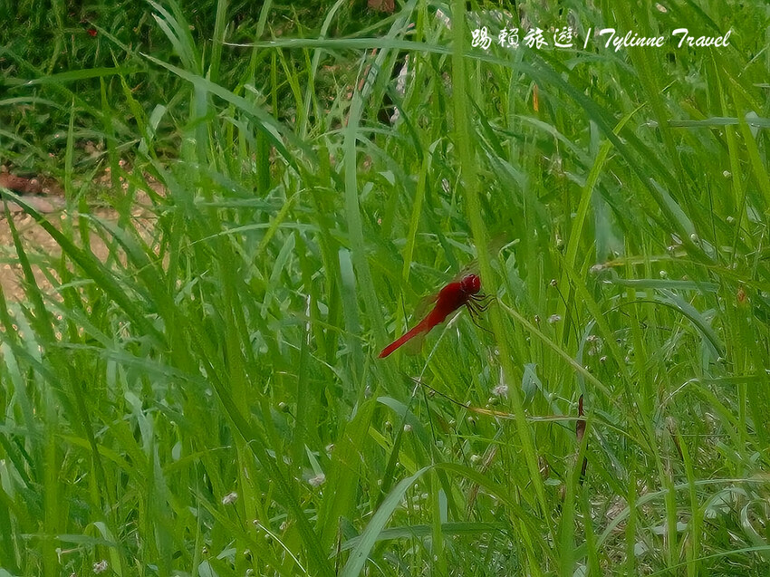 沖繩世界文化遺產!琉球王國庭園「識名園」沖繩隱藏景點。