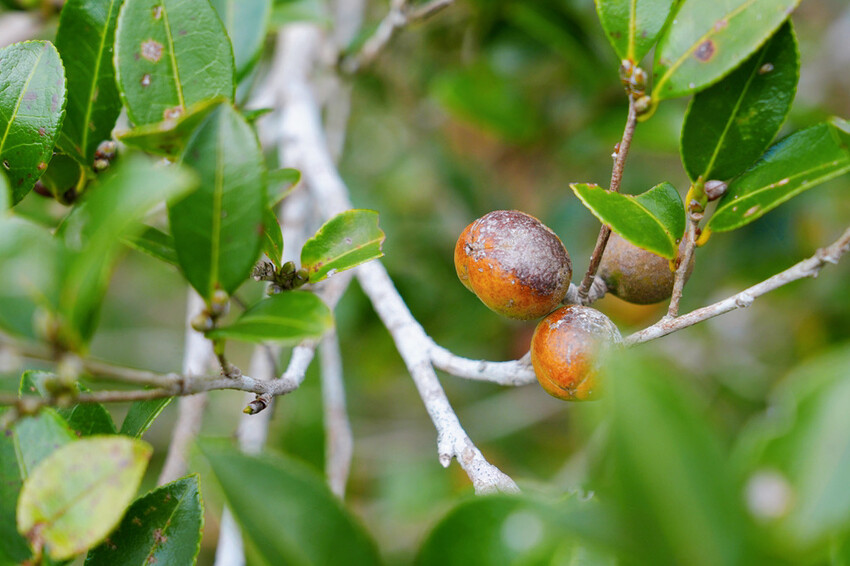宜蘭南澳「朝陽早秋一日散策」,走朝陽步道看日出、朝陽神秘海灘