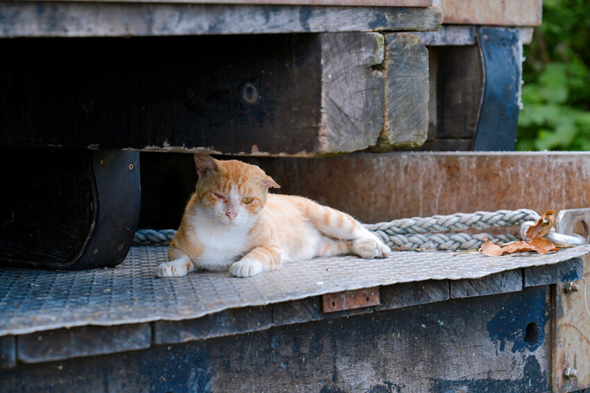 宜蘭南澳「朝陽早秋一日散策」,走朝陽步道看日出、朝陽神秘海灘