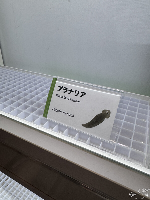 名古屋親子必去「名古屋市科學館」全球最大天文館 互動實驗室玩翻天。