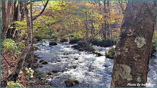 《奧入瀨溪流》2024/10日本之旅第一部曲/騎單車遊「奧入