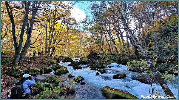 《奧入瀨溪流》2024/10日本之旅第一部曲/騎單車遊「奧入