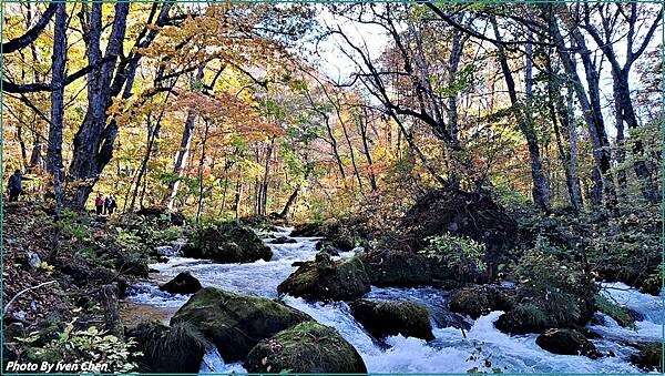 《奧入瀨溪流》2024/10日本之旅第一部曲/騎單車在奧入瀬