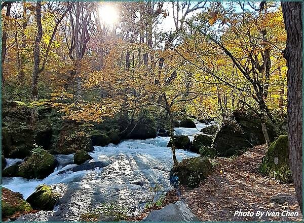 《奧入瀨溪流》2024/10日本之旅第一部曲/騎單車遊「奧入