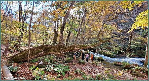 《奧入瀨溪流》2024/10日本之旅第一部曲/騎單車遊「奧入
