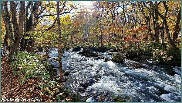 《奧入瀨溪流》2024/10日本之旅第一部曲/騎單車遊「奧入