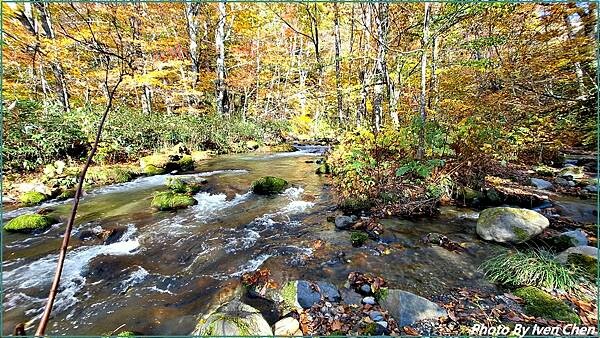 《奧入瀨溪流》2024/10日本之旅第一部曲/騎單車遊「奧入