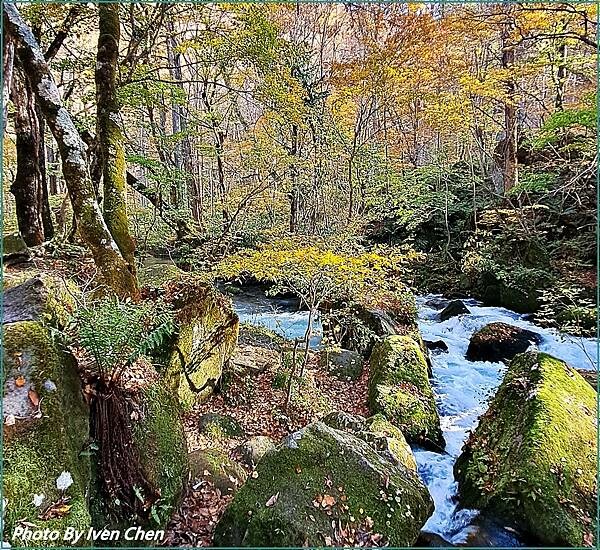 《奧入瀨溪流》2024/10日本之旅第一部曲/騎單車遊「奧入