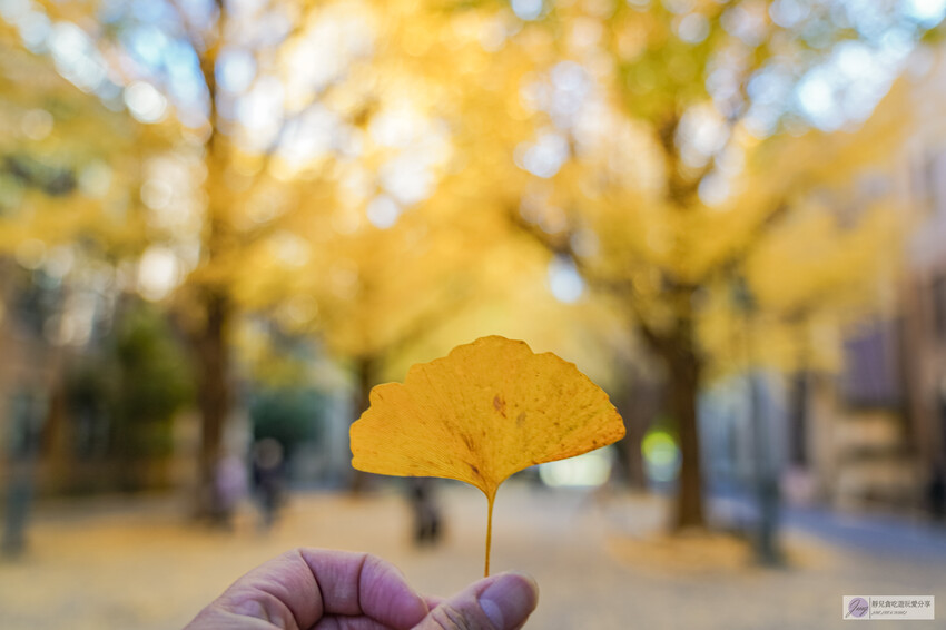 東京大學銀杏並木！秋天限定金黃長廊，賞銀杏必拍地點推薦。
