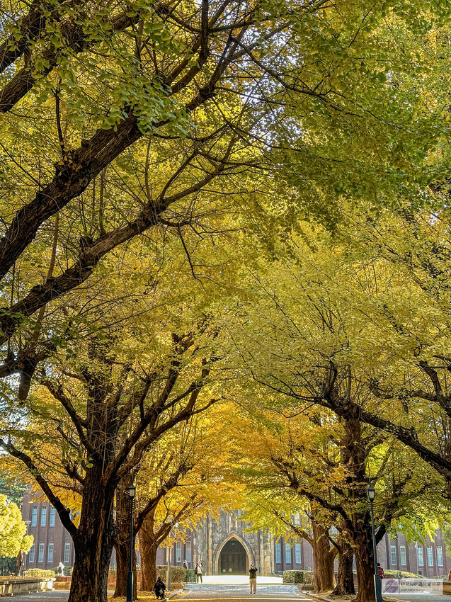 東京大學銀杏並木！秋天限定金黃長廊，賞銀杏必拍地點推薦。