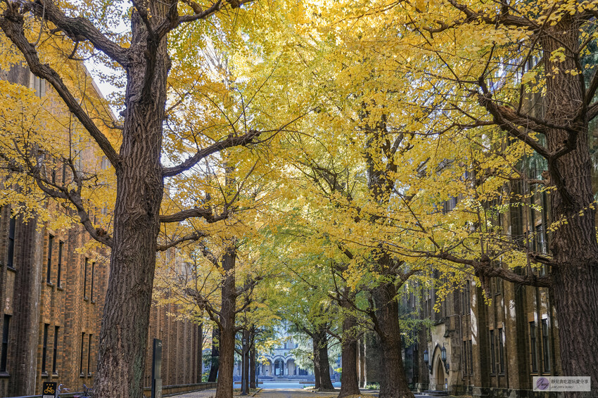 東京大學銀杏並木！秋天限定金黃長廊，賞銀杏必拍地點推薦。