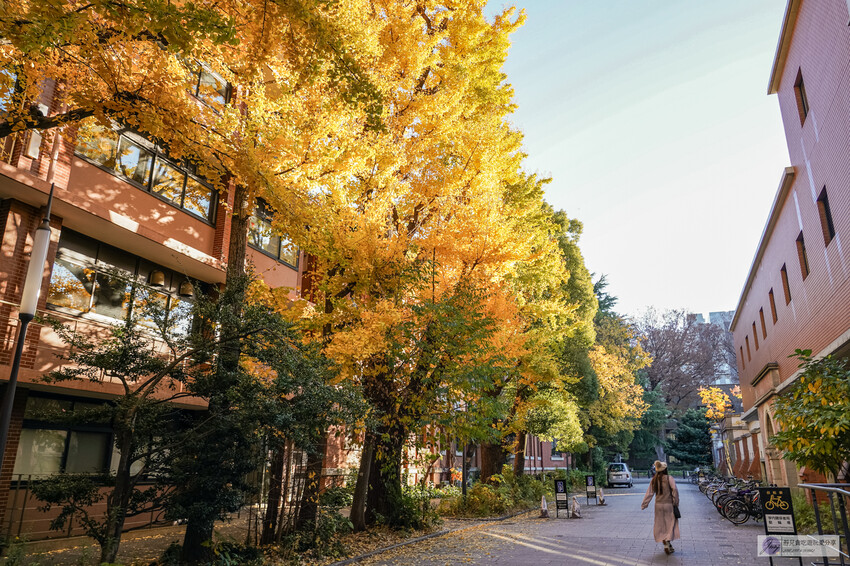 東京大學銀杏並木！秋天限定金黃長廊，賞銀杏必拍地點推薦。