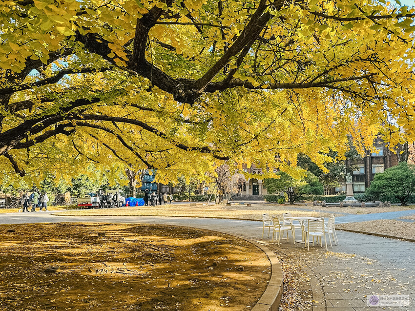 東京大學銀杏並木！秋天限定金黃長廊，賞銀杏必拍地點推薦。