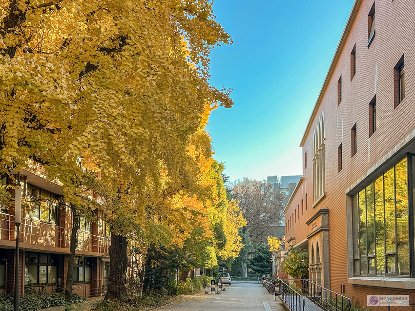 東京大學銀杏並木！秋天限定金黃長廊，賞銀杏必拍地點推薦。