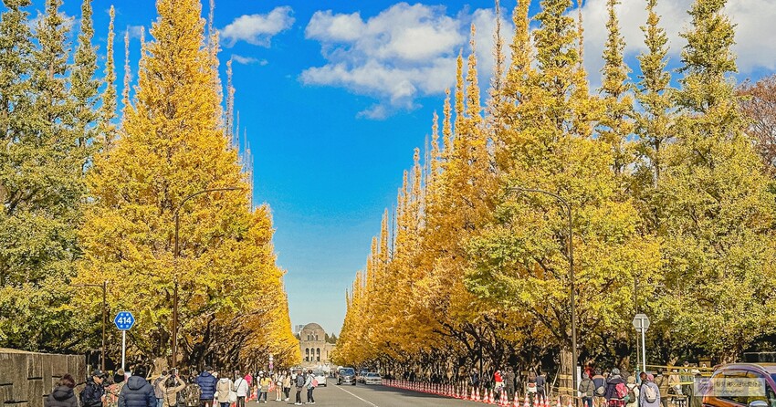 東京大學銀杏並木！秋天限定金黃長廊，賞銀杏必拍地點推薦。
