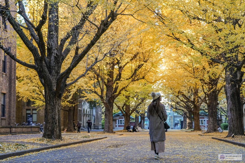 東京大學銀杏並木！秋天限定金黃長廊，賞銀杏必拍地點推薦。