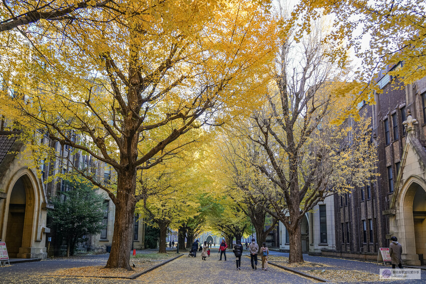 東京大學銀杏並木！秋天限定金黃長廊，賞銀杏必拍地點推薦。