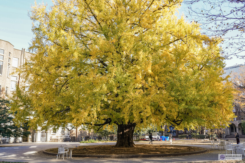 東京大學銀杏並木！秋天限定金黃長廊，賞銀杏必拍地點推薦。
