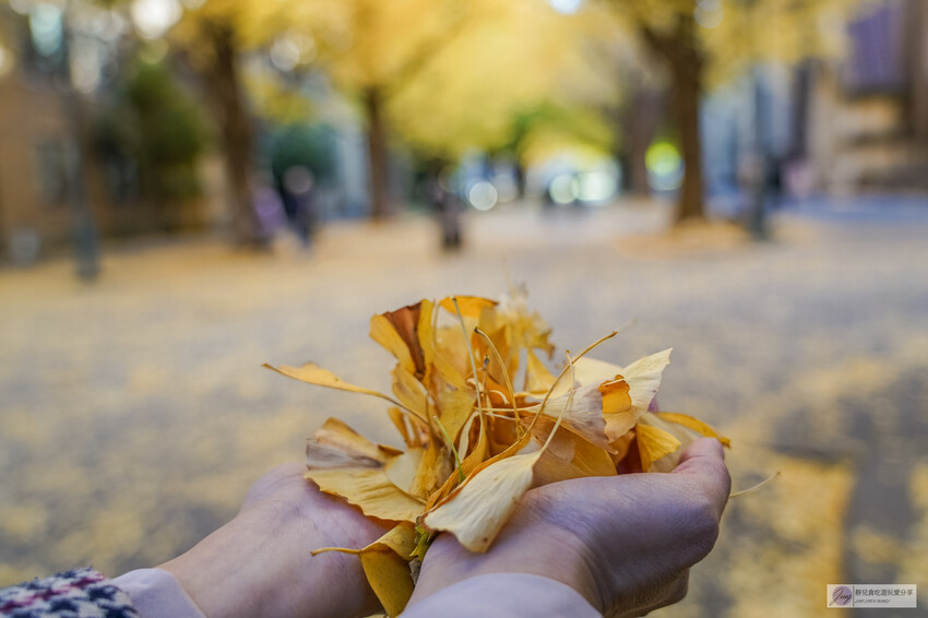 東京大學銀杏並木！秋天限定金黃長廊，賞銀杏必拍地點推薦。