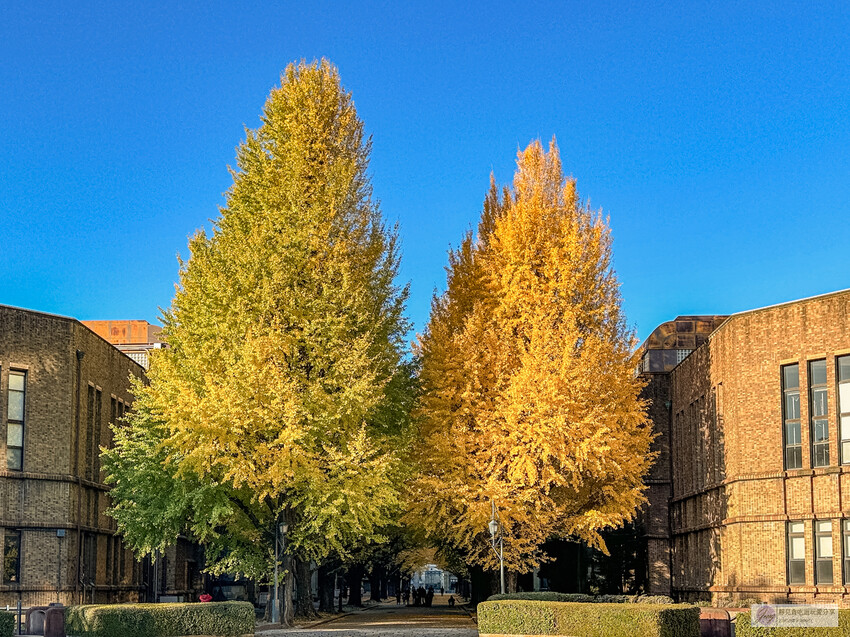東京大學銀杏並木！秋天限定金黃長廊，賞銀杏必拍地點推薦。