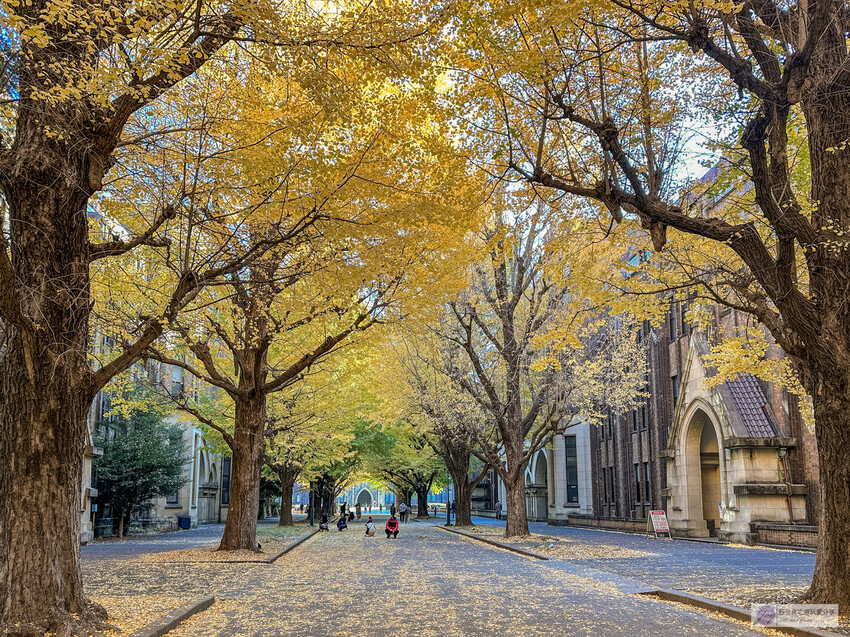 東京大學銀杏並木！秋天限定金黃長廊，賞銀杏必拍地點推薦。