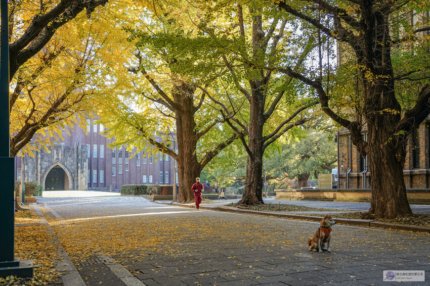 東京大學銀杏並木！秋天限定金黃長廊，賞銀杏必拍地點推薦。