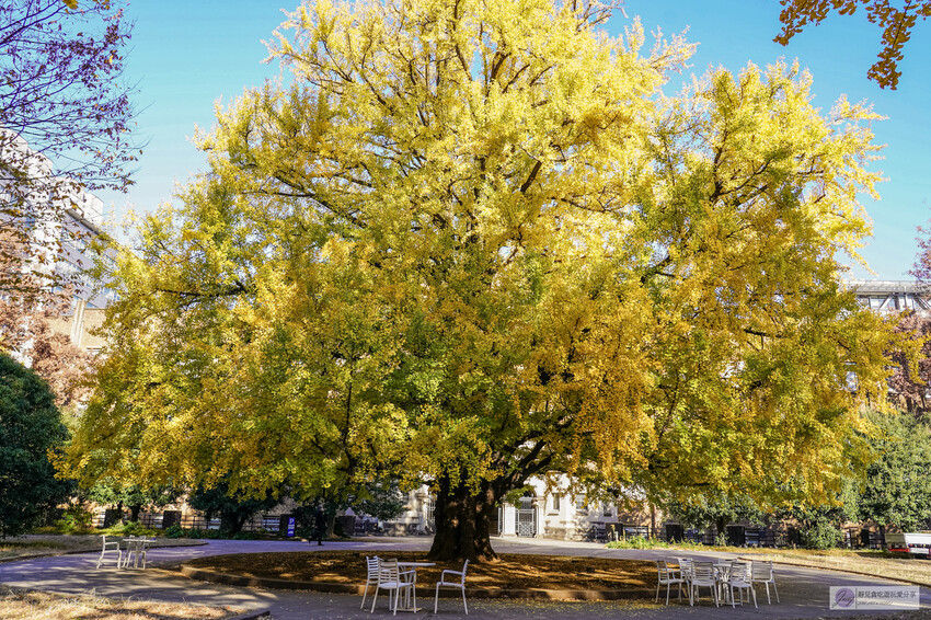 東京大學銀杏並木！秋天限定金黃長廊，賞銀杏必拍地點推薦。