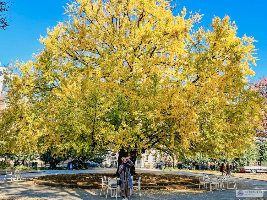 東京大學銀杏並木！秋天限定金黃長廊，賞銀杏必拍地點推薦。