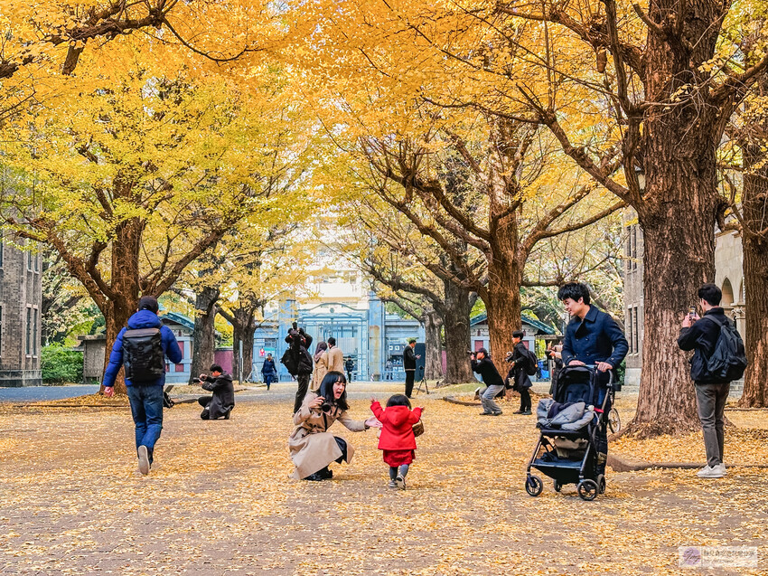 東京大學銀杏並木！秋天限定金黃長廊，賞銀杏必拍地點推薦。