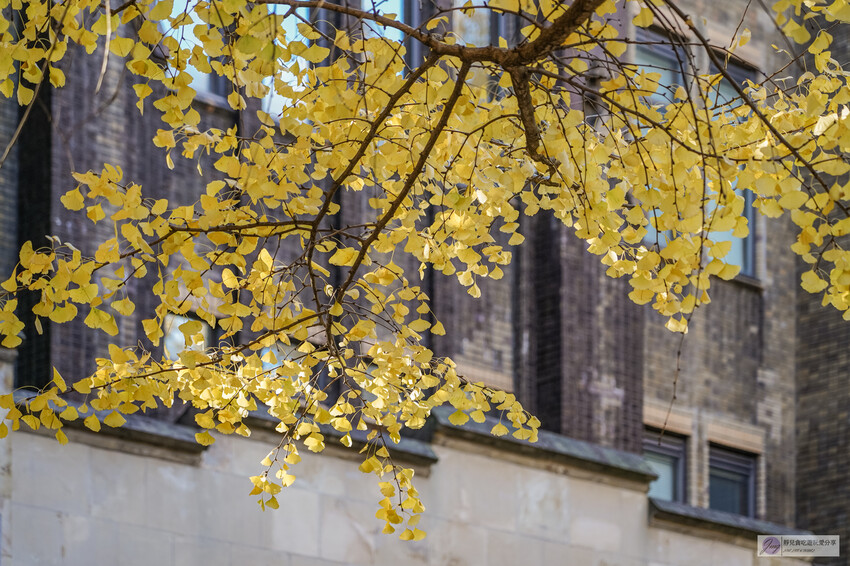 東京大學銀杏並木！秋天限定金黃長廊，賞銀杏必拍地點推薦。