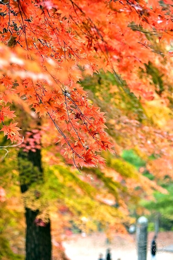 【伽倻山海印寺】楓紅 【伽倻山海印寺】楓紅