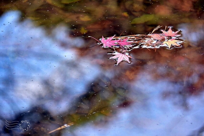 【伽倻山海印寺】楓紅 【伽倻山海印寺】楓紅