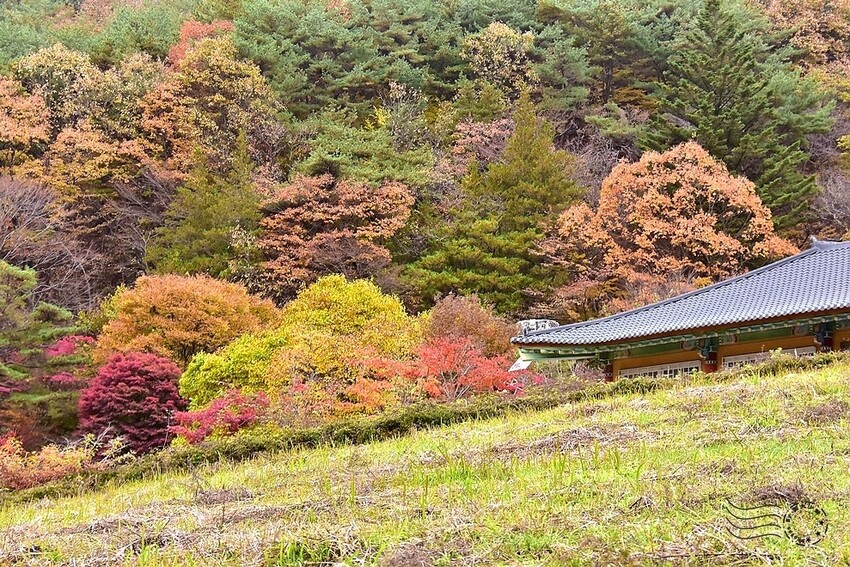 【伽倻山海印寺】楓紅 【伽倻山海印寺】楓紅